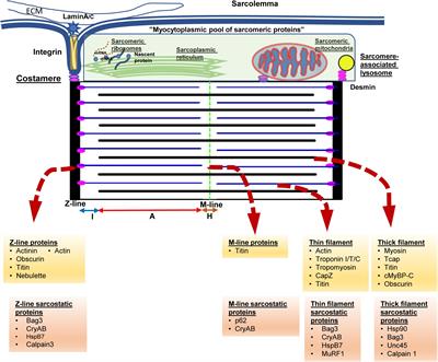 Come Together: Protein Assemblies, Aggregates and the Sarcostat at the Heart of Cardiac Myocyte Homeostasis